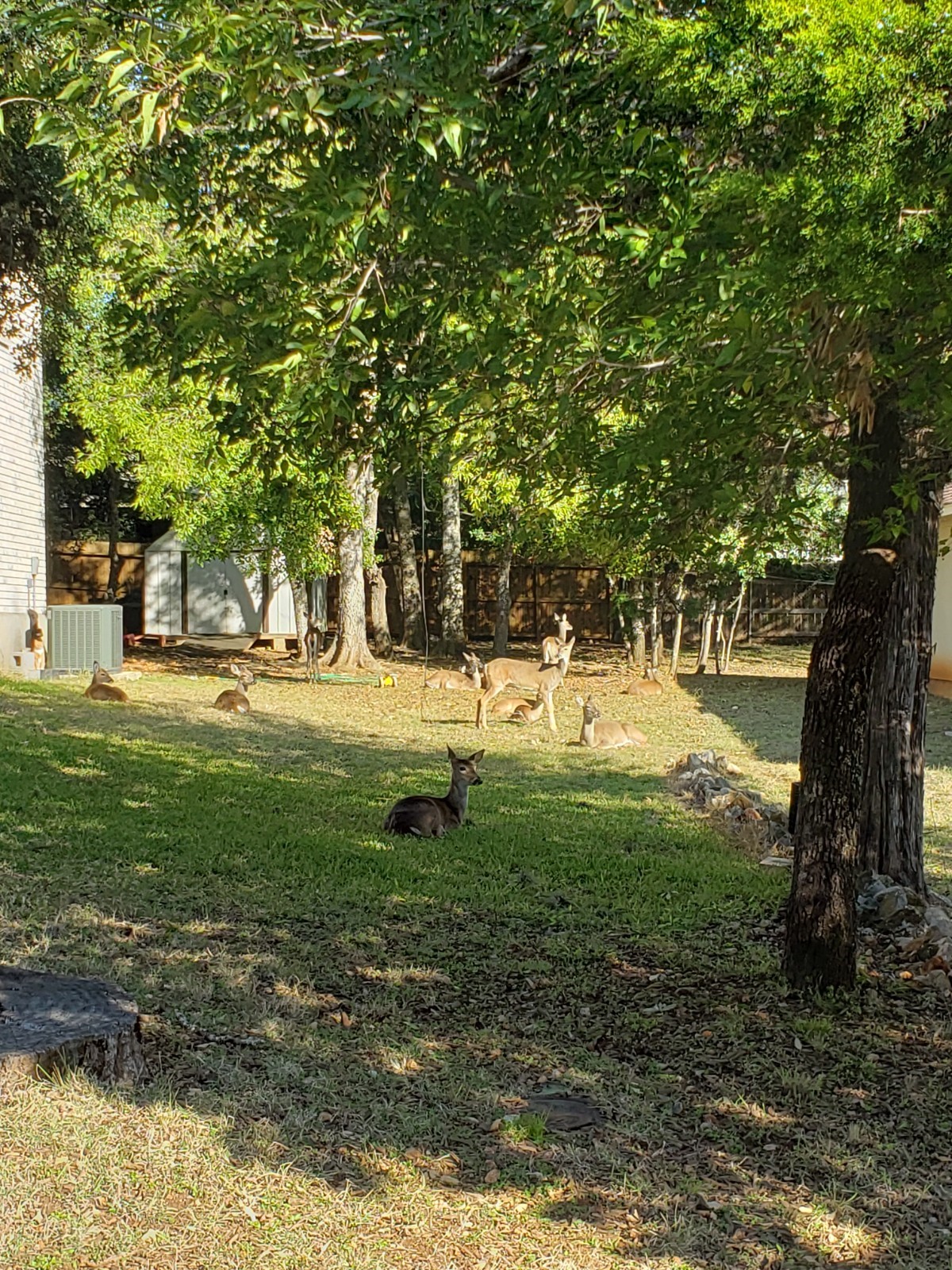 deer
