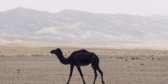 Camel in the desert 001 (3)