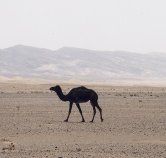 Camel in the desert 001 (3)
