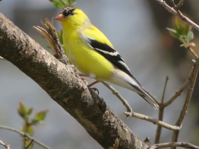 MARILYN STEVENS 3 MAY 23 (1)