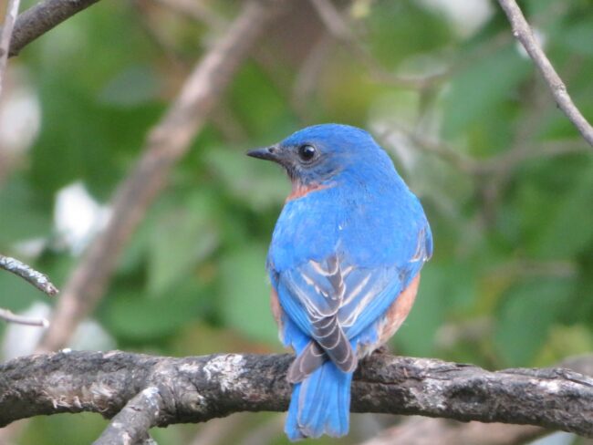 MARILYN STEVENS MAY 2023 (1)