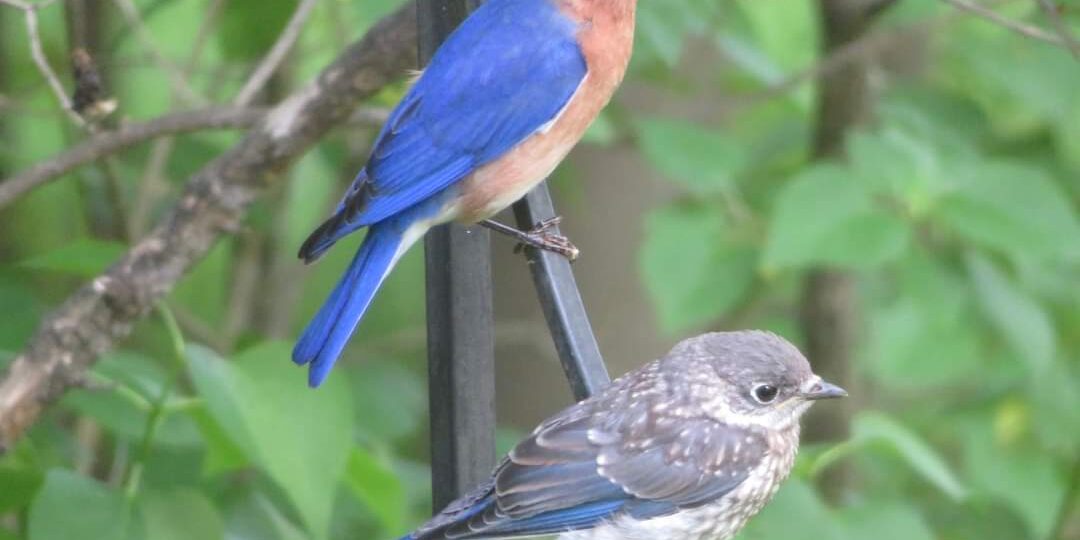 MARILYN STEVENS MAY 23 23