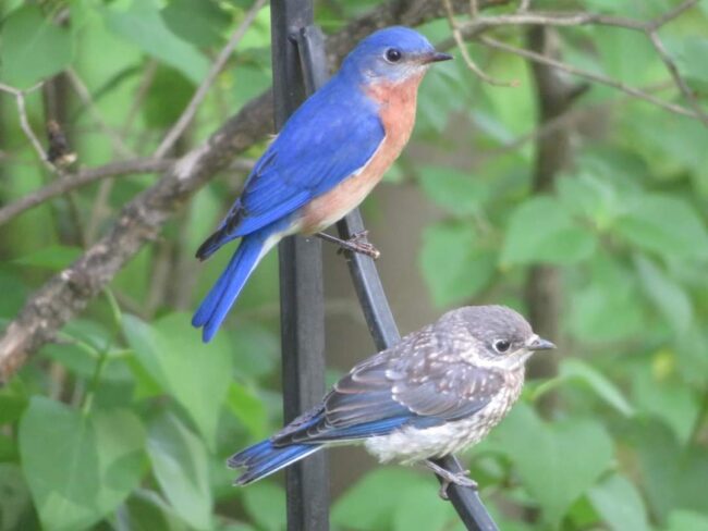 MARILYN STEVENS MAY 23 23